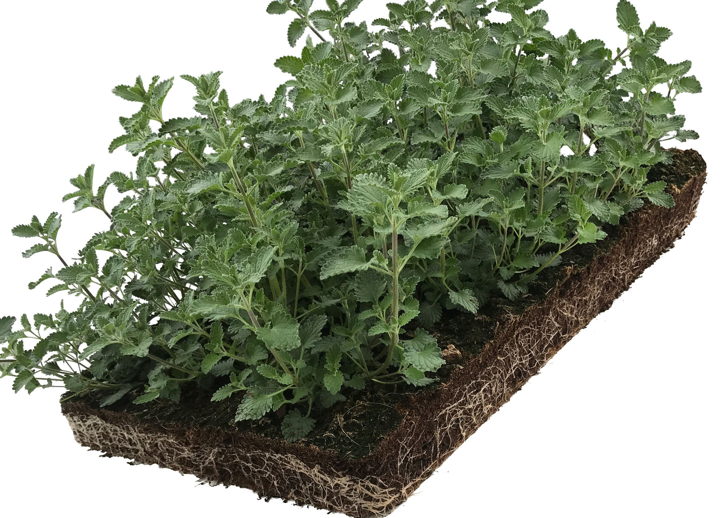Bodembedekker Nepeta - Plantenmat (57x38cm) - 