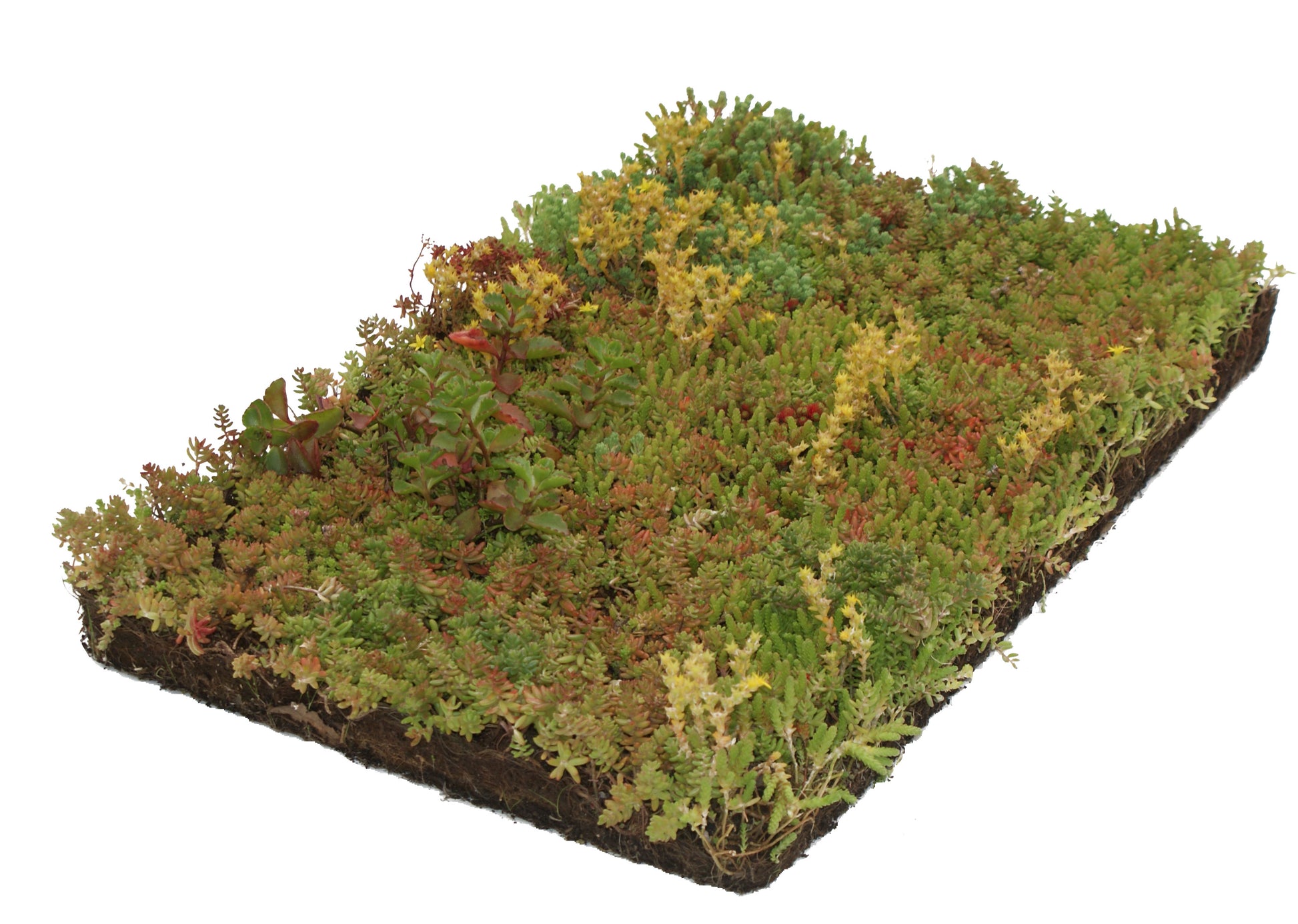 Bodembedekker Sedum - Plantenmat (57x38cm) - 