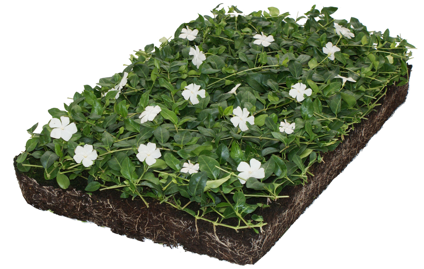 Bodendecker Vinca minor 'Alba' - Pflanzenmatte (57x38cm) -