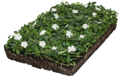 Bodendecker Vinca minor 'Alba' - Pflanzenmatte (57x38cm)