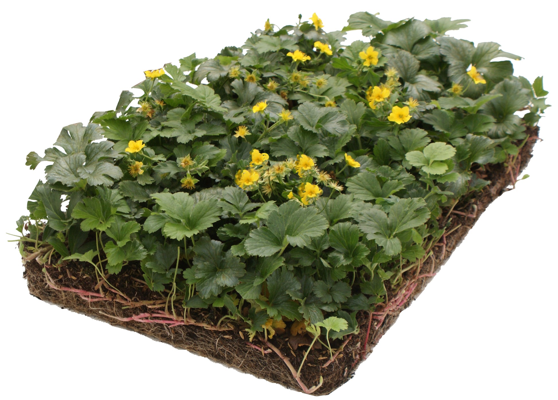 Bodembedekker Waldsteinia - Plantenmat (57x38cm) - 