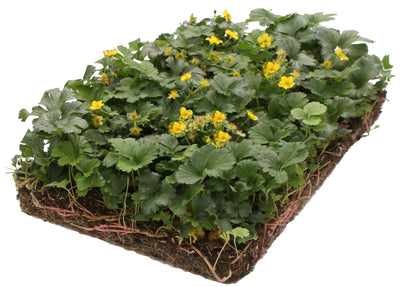 Bodendecker Waldsteinia - Pflanzenmatte (57x38cm)