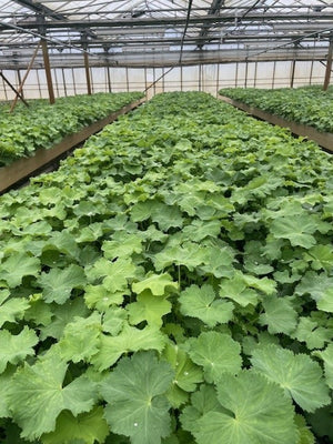 Bodendecker Alchemilla mollis - Pflanzmatte (57x38cm)