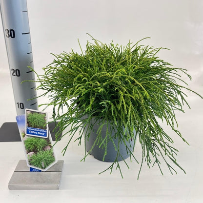 Cypres (Chamaecyparis p. ‘Filifera Nana’) - Coniferen