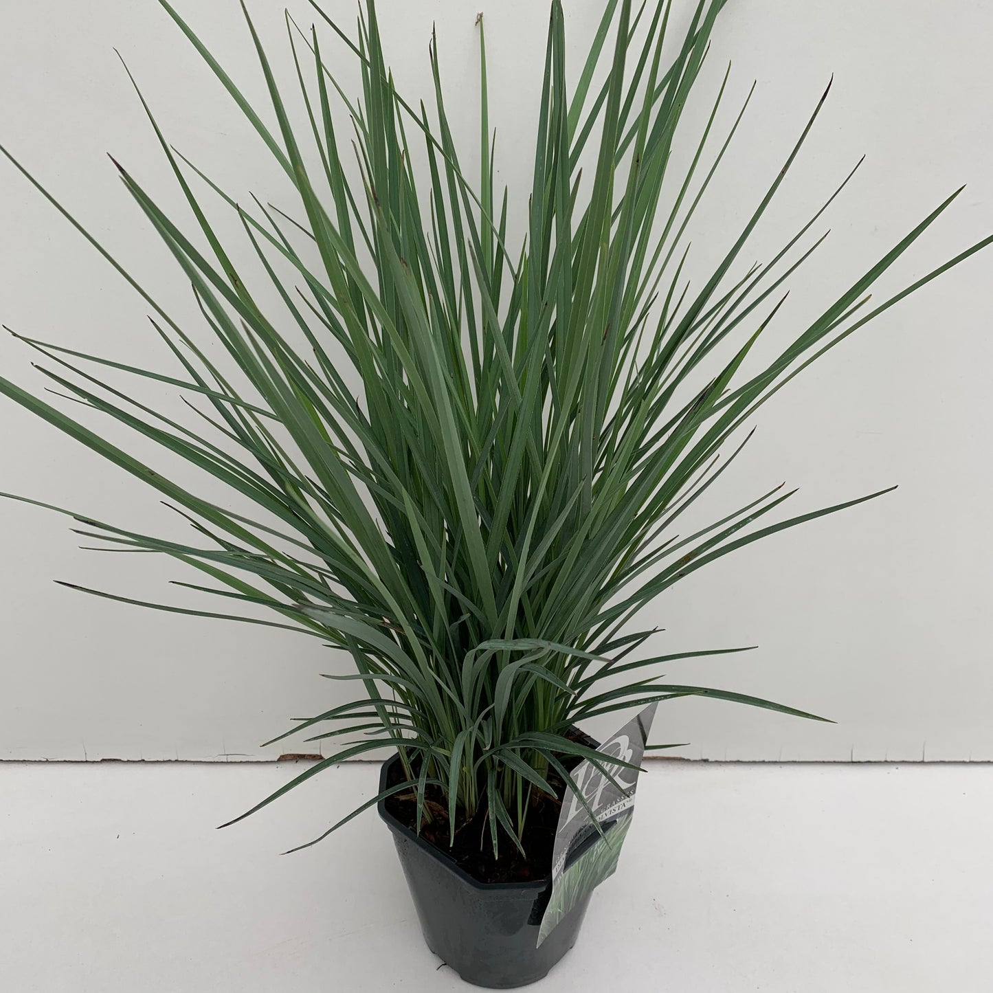 Dianella (Dianella 'Coolvista') - Dianella