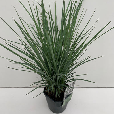 Dianella (Dianella 'Coolvista')