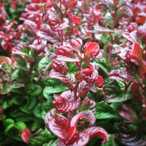 Druifheide (Leucothoe axillaris ‘Curly Red’ ) - Heesters