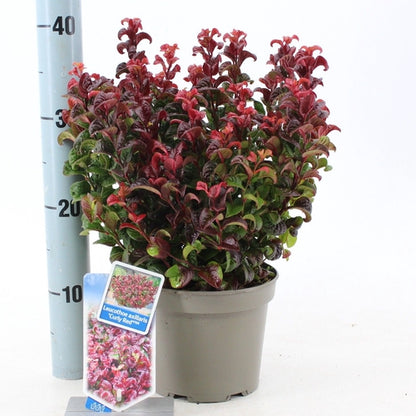 Druifheide (Leucothoe axillaris ‘Curly Red’ ) - Heesters