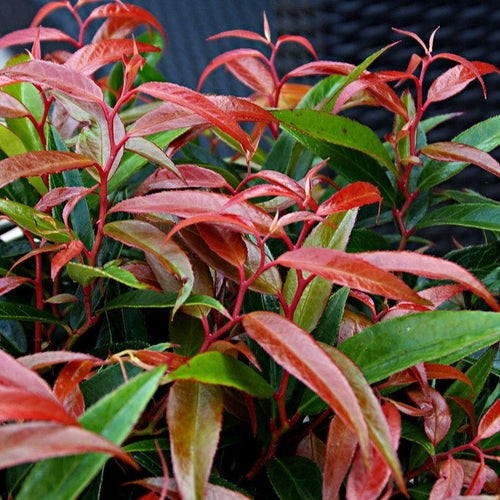 Traubenheide (Leucothoe keiskei Burning Love)