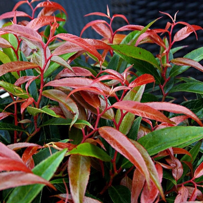 Traubenheide (Leucothoe keiskei Burning Love)