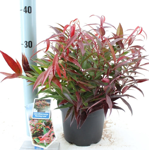 Traubenheide (Leucothoe keiskei Burning Love)