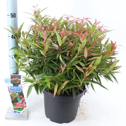 Traubenheide (Leucothoe keiskei Burning Love)