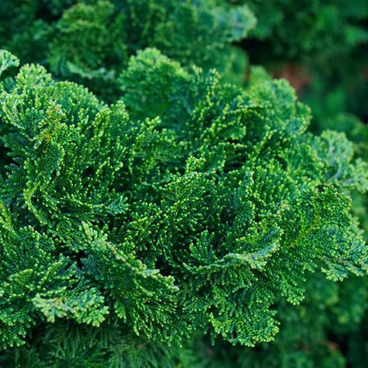 Zwergzypresse (Chamaecyparis obt. 'Nana Gracilis') - Koniferen
