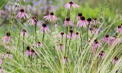 Sonnenhut (Echinacea pallida)