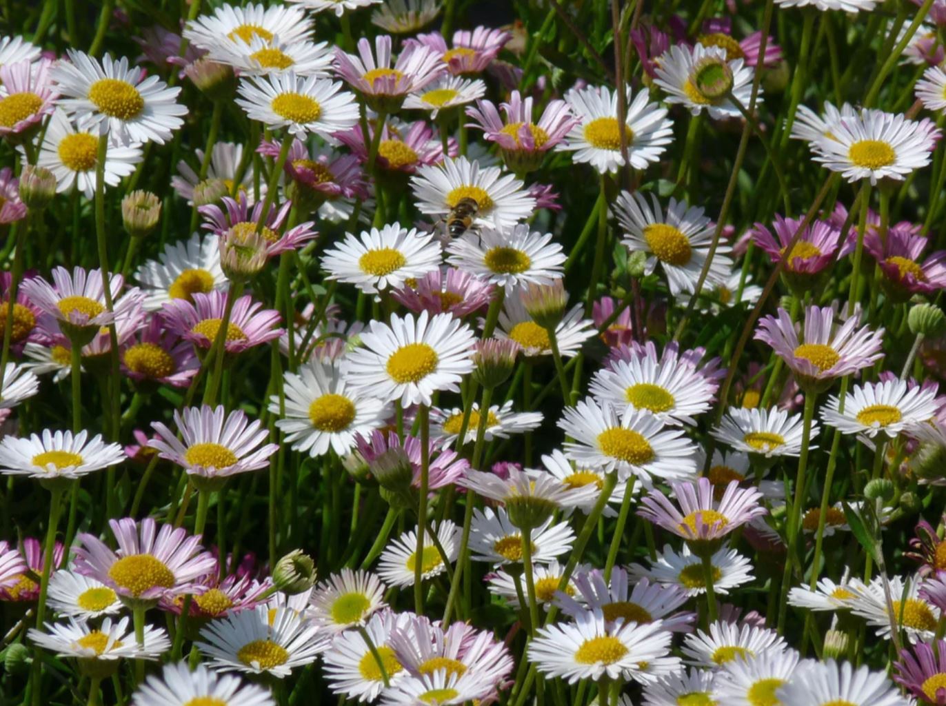 Borderpakket bloeiende bodembedekkers (1,5m2) - Tuinplanten