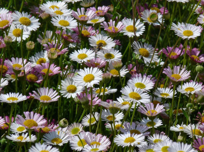 Borderpakket bloeiende bodembedekkers (1,5m2) - Tuinplanten