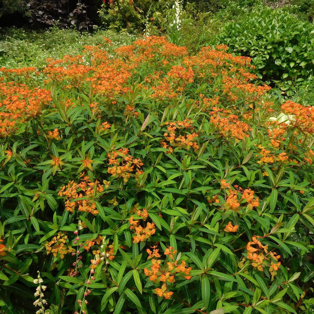 Wolfsmilch (Euphorbia griffithii 'Fireglow') - Gartenpflanzen