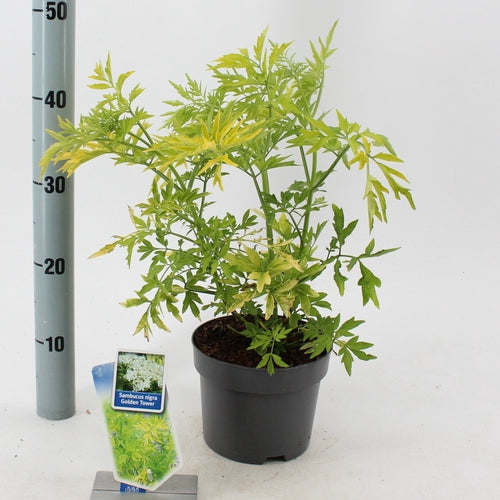 Gele vlier (Sambucus nigra Golden Tower) - Heesters