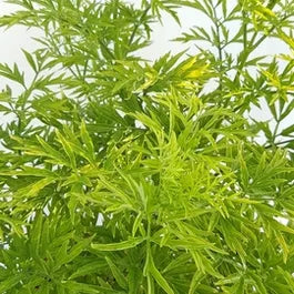 Gelber Holunder (Sambucus nigra Goldener Turm)