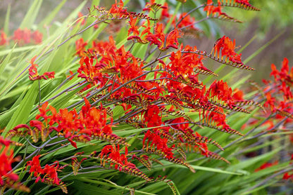 Montbretie (Crocosmia 'Lucifer') - Gartenpflanzen
