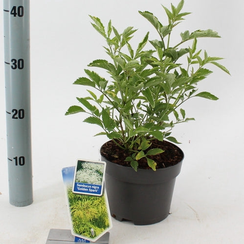 Gewone vlier (Sambucus nigra Golden Spark) - Heesters