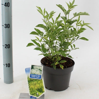 Gewone vlier (Sambucus nigra Golden Spark) - Heesters
