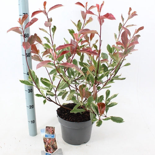 Glanzmispel (Photinia fraseri Louise) - Sträucher