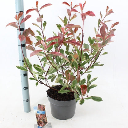 Glanzmispel (Photinia fraseri Louise) - Sträucher