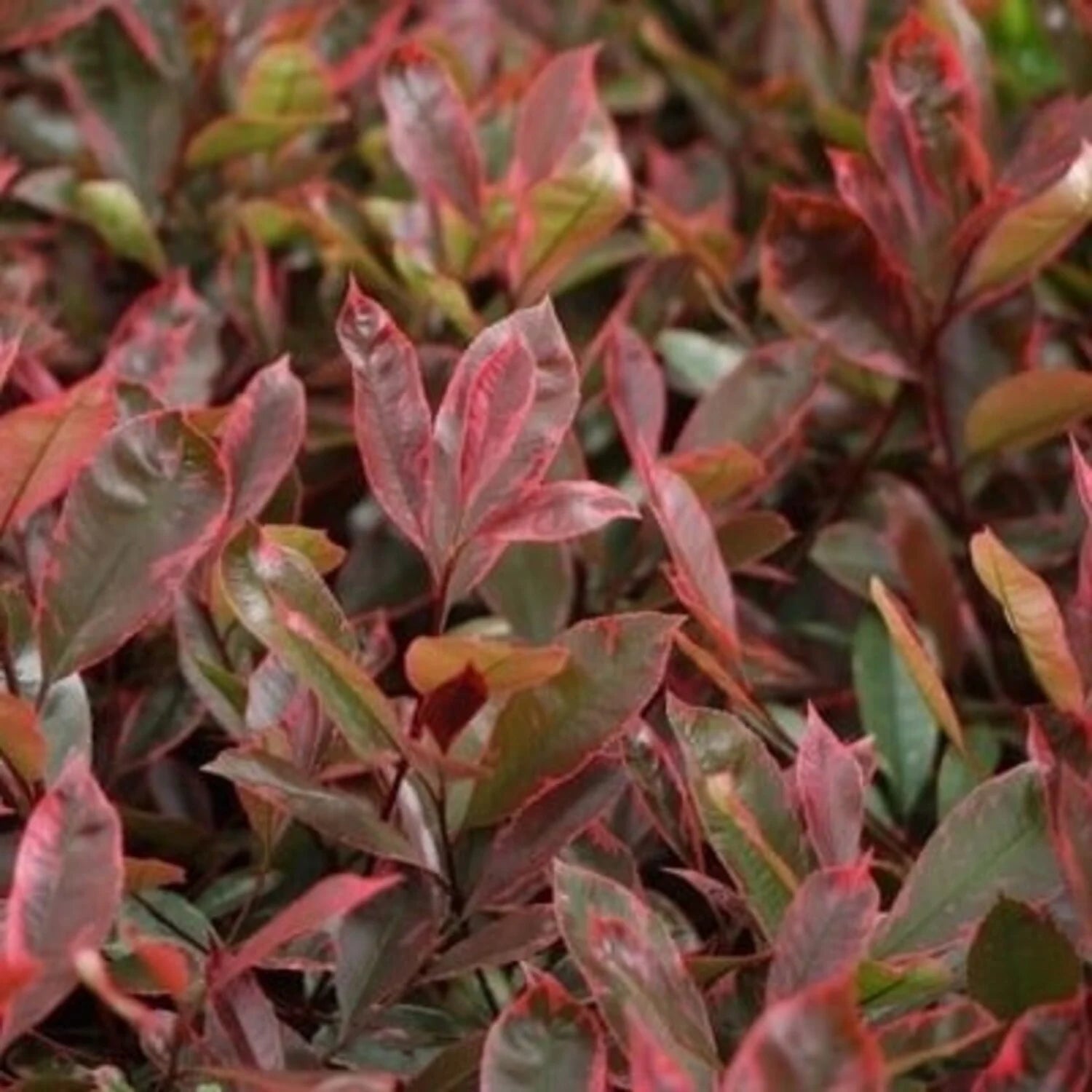 Glanzmispel (Photinia fraseri Louise) - Sträucher