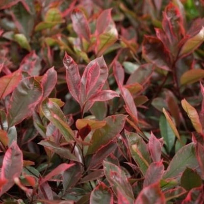 Glanzmispel (Photinia fraseri Louise) - Sträucher