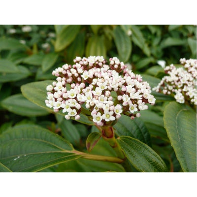 Immergrüner Schneeball (Viburnum davidii)