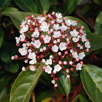 Immergrüner Schneeball (Viburnum tinus)