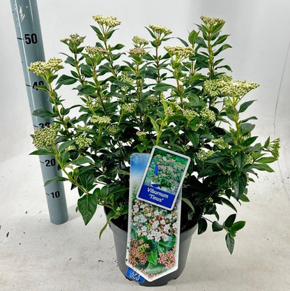 Groenblijvende sneeuwbal (Viburnum tinus) - Viburnum