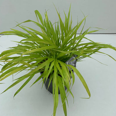 Japans berggras (Hakonechloa macra 'Allgold')