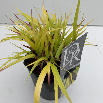 Japans berggras (Hakonechloa macra 'Sunflare')