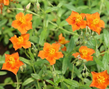 Borderpakket zomers geel/oranje (3,5m2) - Tuinplanten