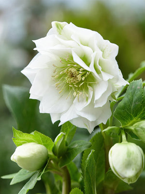 Stinkender Nieswurz (Helleborus 'Double Crown')