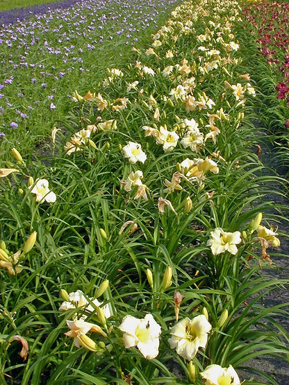 Taglilie (Hemerocallis 'Arctic Snow') - Gartenpflanzen