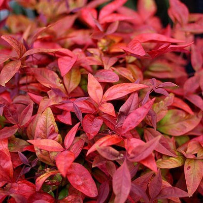 Himmlischer Bambus (Nandina domestica Blush Pink)