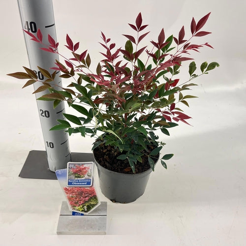 Hemelse bamboe (Nandina domestica Obsessed) - Groenblijvende struiken