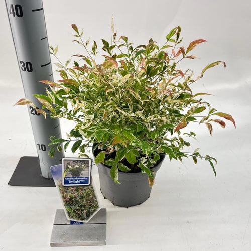 Hemelse bamboe (Nandina domestica ‘Twilight’) - Groenblijvende struiken