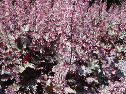 Borderpakket kleurrijke mix (3,5m2) - Tuinplanten