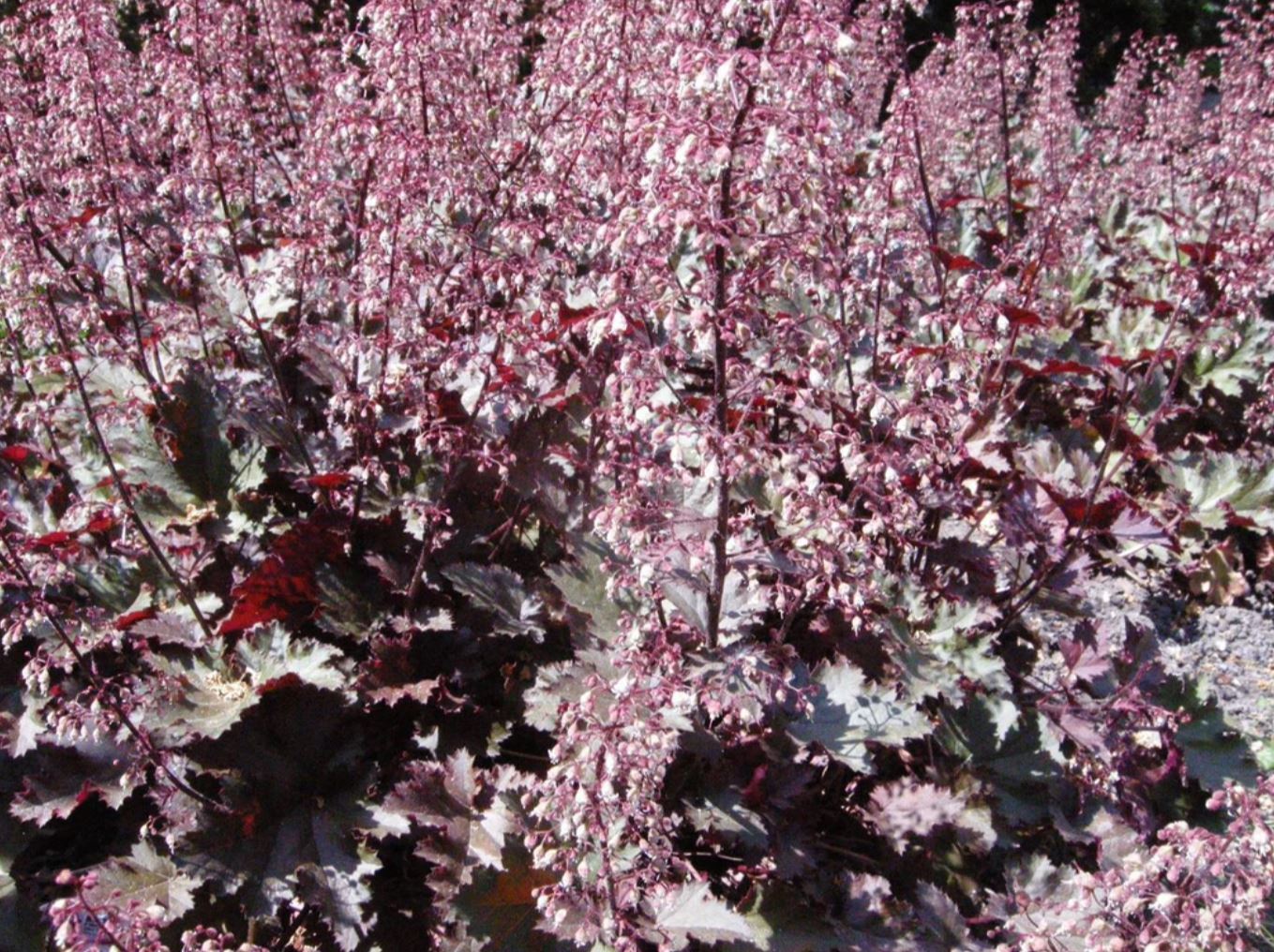 Borderpakket zeer lange bloeiers (3,5m2) - Tuinplanten