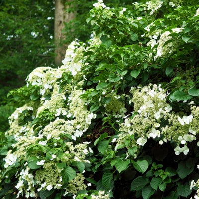 Hortensie (Hydrangea anomala petiolaris)