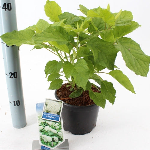 Hortensia (Hydrangea arborescens ‘Annabelle’ ) - Hortensia