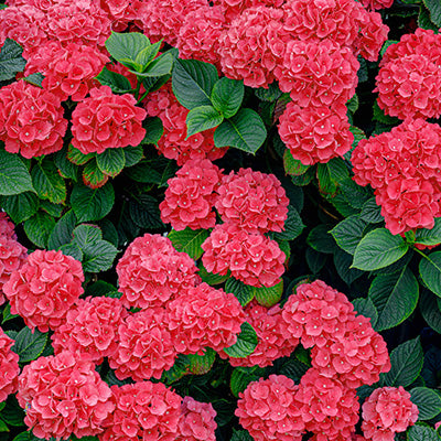 Hortensie (Hydrangea macrophylla 'Alpenglühen')