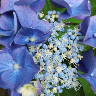Hortensie (Hydrangea macrophylla 'Blaumeise' (Teller Blue))