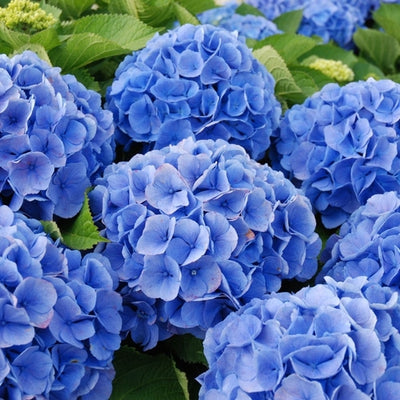 Hortensie (Hydrangea macrophylla 'Bodensee' )