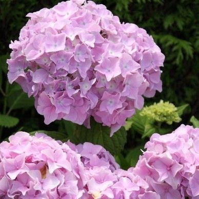 Hortensia (Hydrangea macrophylla ‘Bouquet Rosé’ ) - Hortensia