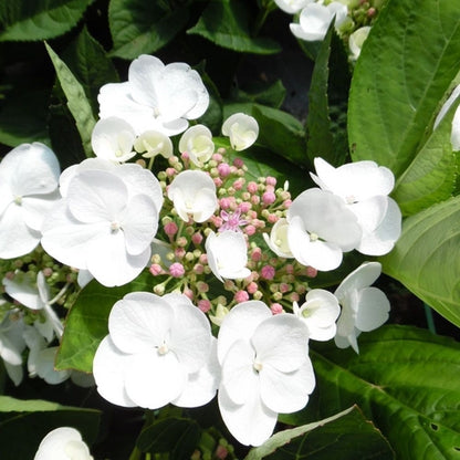 Hortensie (Hydrangea macrophylla 'Libelle' (Teller White)) - Hortensie